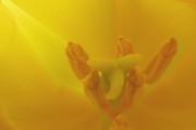 Inside a tulip