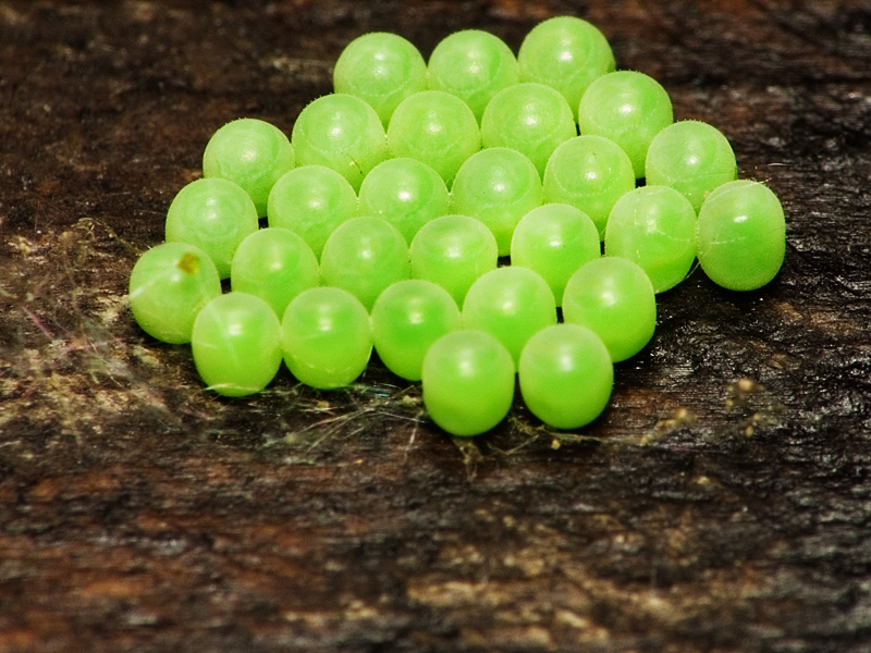 Green Pearls