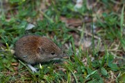 small wood mouse