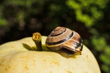 the apple and the snail