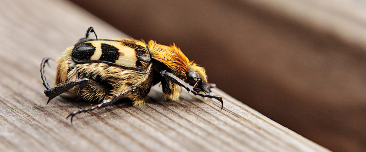 Bee beetle - Trichius fasciatus